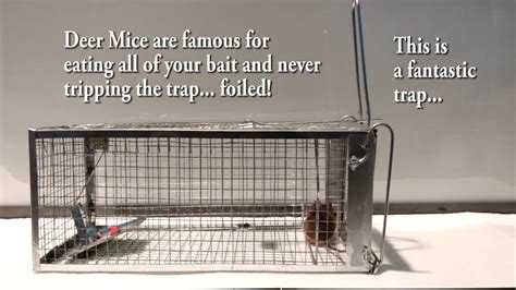 The Best Mouse Trap I Could Find Anywhere No Stolen Bait Outsmart