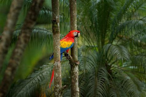 5 Wondrous Birds In Costa Rica For Birding Vacationers To See