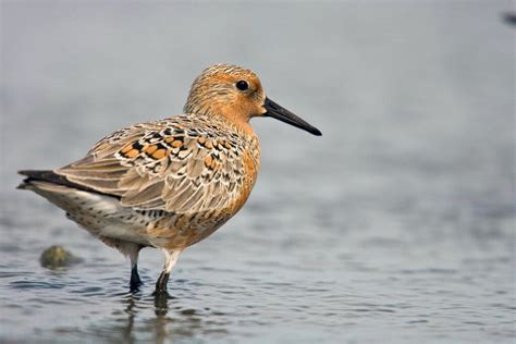 Uptick In Red Knots On The Nj Shore Holds Promise The New York Times