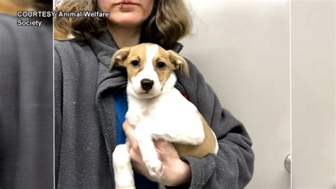 Puppies From Puerto Rico Up For Adoption Friday