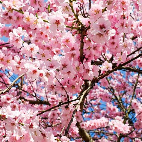 Cherry Blossoms Westchester – Westchester Family