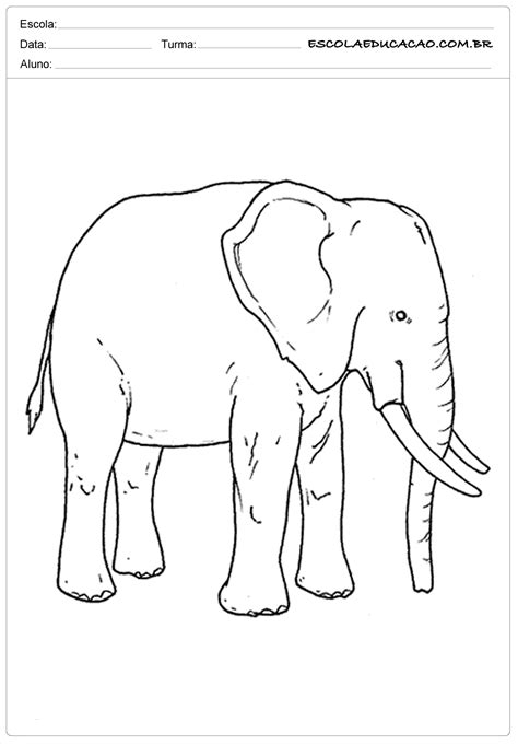 Atividades E Desenhos De Animais Para Colorir Elefante Escola Educa O