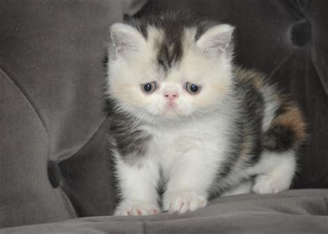 Exotic Shorthairs and Persians in Idaho Kittens on their way!: Dilute