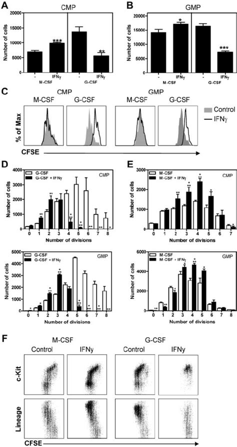 IFN Impairs The Proliferation And Differentiation Of Myeloid