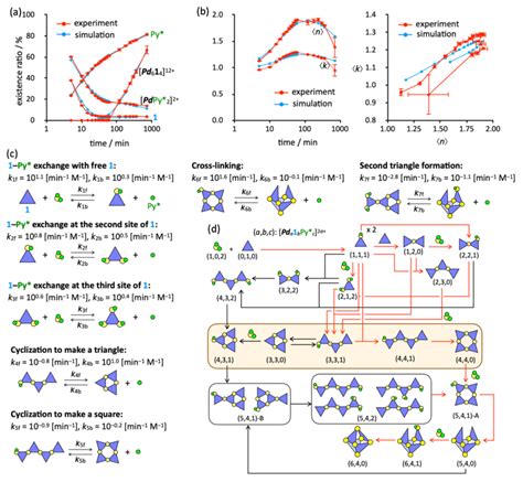 Quantitative Analysis Of The Self Assembly Process Of The Pd