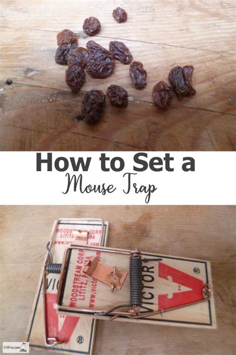 How To Set A Mouse Trap - the simplest vermin control