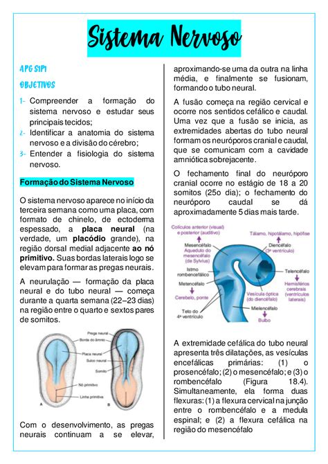 Introdu O Sistema Nervoso Sistema Nervoso Apg S P Objetivos