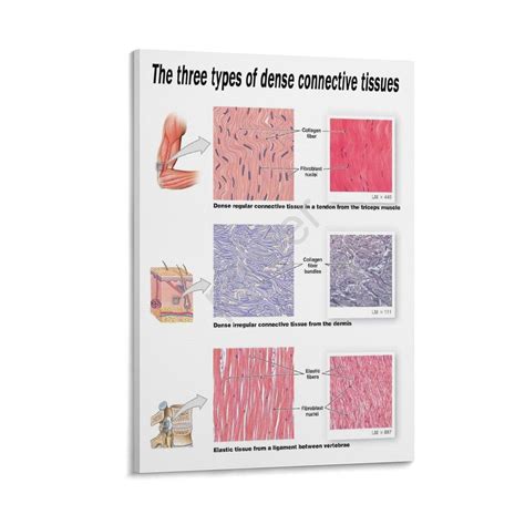 Wall Chart Connective Tissue Biologyproductscom