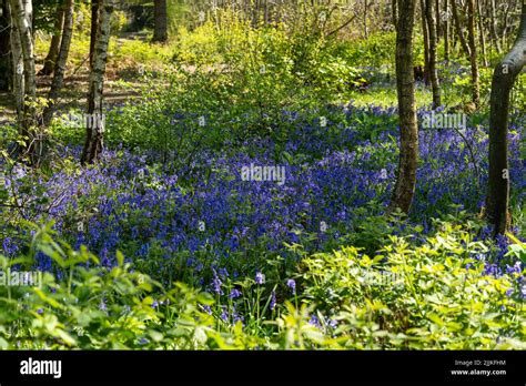 Bluebells In Woods In East Sussex England Hyacinthoides Non Scripta