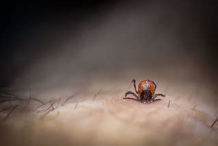 tick  played hide  seek  night  flickr