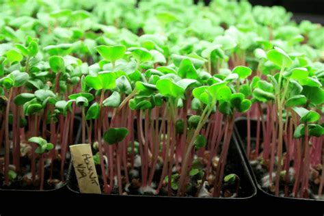 Como Cultivar Micro Verduras En Casa Trucos De Jardineria