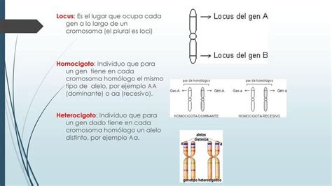 Homocigoto Heterocigoto Locus Cromosomas