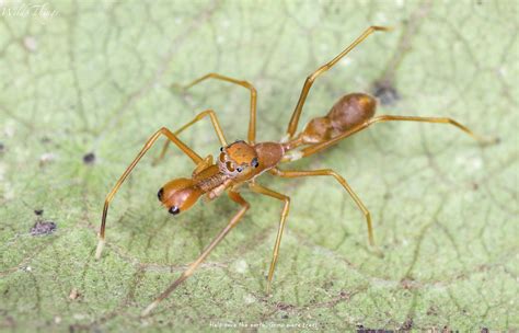 Kerengga Ant Like Jumper Male Myrmarachne Plataleoides Flickr