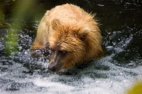 Brown Bear in Alaska | Photos by Ron Niebrugge