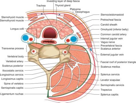 Pretracheal Fascia Wikipedia, 53% OFF | www.micoope.com.gt