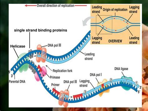 Ppt Dna Replication Powerpoint Presentation Free Download Id1250636