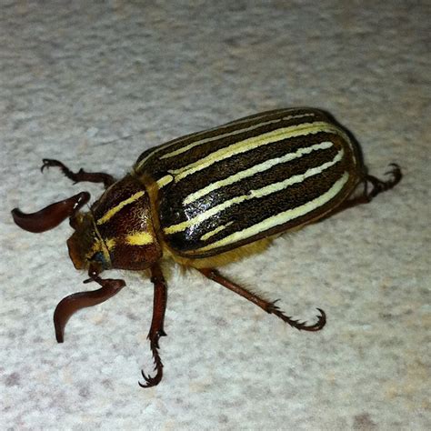 Ten Lined June Beetle Also Known As Watermelon Beetle Project Noah