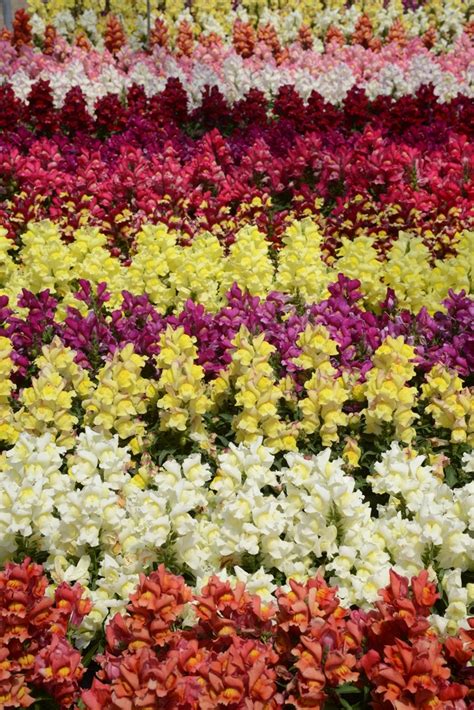 Antirrhinum Majus Snapshot Mix Dwarf Garden Snapdragon Kings