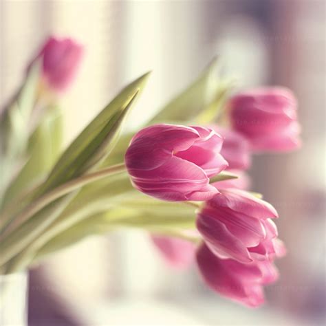 Beautiful Tulips Pictures, Photos, and Images for Facebook, Tumblr, Pinterest, and Twitter