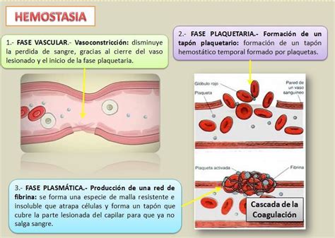 Hemostasia Enseñanza de química Cosas de enfermeria Ciencias de la