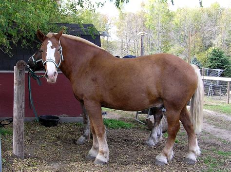 filebelgian draft horsejpg wikimedia commons
