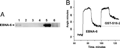 Ebna Binds S In Vitro A Gst S Precipitates Ebna From