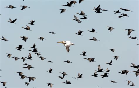 migration animal list 5