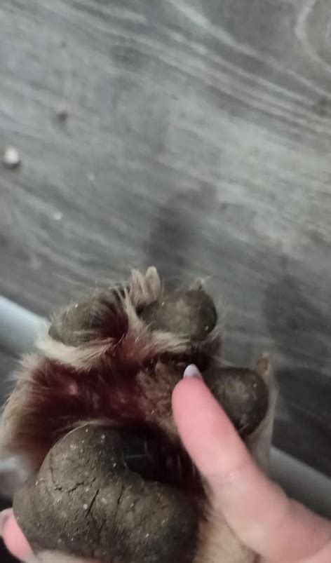 What Does It Mean When A Dogs Paws Are Red