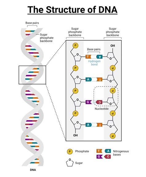 double helix structure  dna  diagram