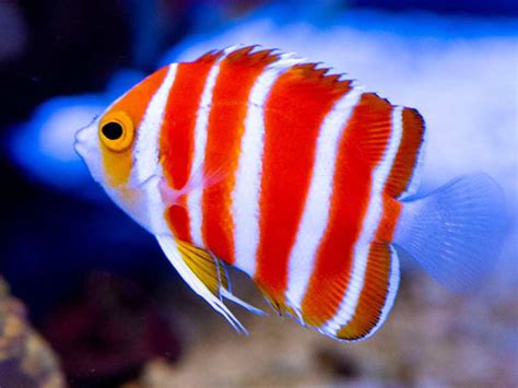 jenis ikan hias termahal  cantik  unik blog ruparupa