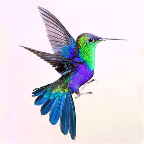 The coolest hummingbird. Beautiful and colorful design. Color: Colorful ...