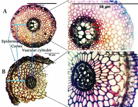 A and B. Cross-section of the adventitious roots (A) and contractile... | Download Scientific ...