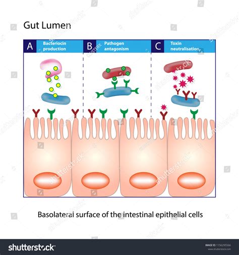 Gut Lumen Enterocytes Intestinal Absorptive Cells Stock Vector Royalty