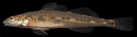 About Glassy Darter Maryland Biodiversity Project