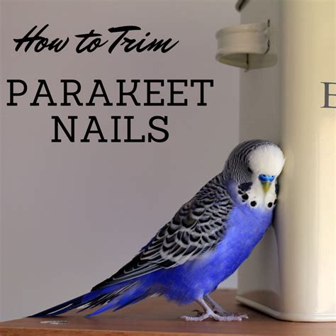 How To Trim Your Parakeets Nails Master Parrot