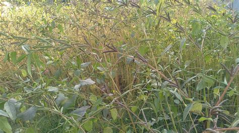 Early Jute Seed Harvesting In Pabna Bangladesh Post