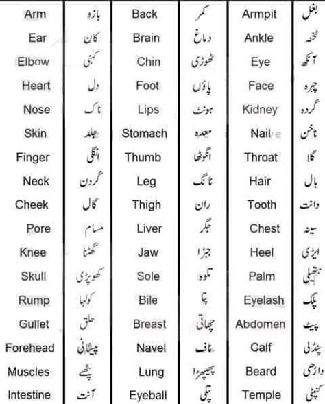 66 Hospital Vocabulary In English And Urdu Artofit