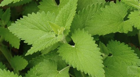 Catnip Tea For Headaches And Catnip Leaf In Salads