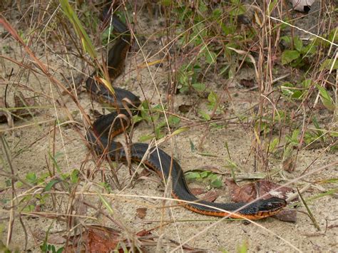 Redbelly Water Snake Snakes Of Florida Biodiversity All