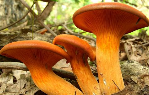 Types Of Wild Mushrooms Uk All Mushroom Info