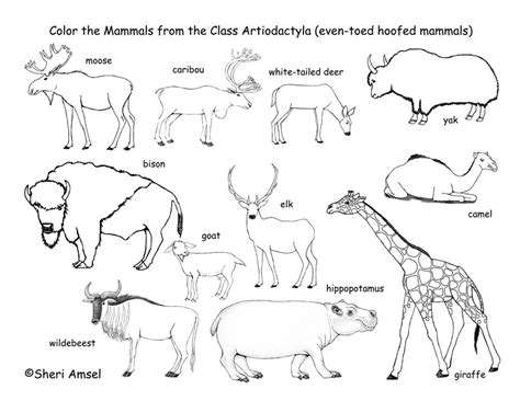 Hoofed Mammals