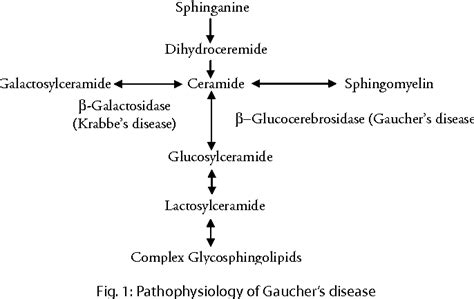 Figure 1 From Gaucher S Disease Semantic Scholar