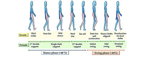 Swing Phase Gait Cycle