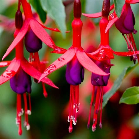 Fuchsia X Mrs Popple