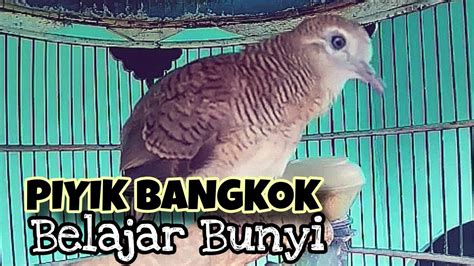 Suara Perkutut Bangkok Piyik Belajar Bunyi YouTube