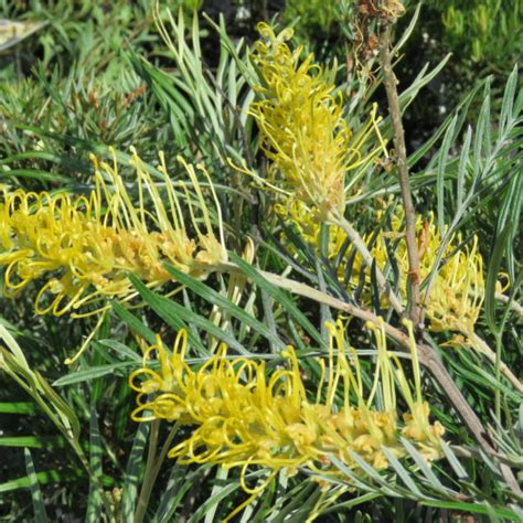 Grevillea Wattlebird Yellow Burringbar Rainforest Nursery