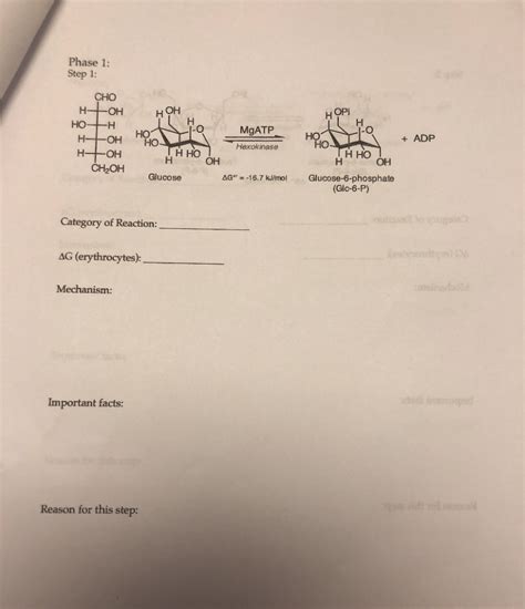 Glycolysis Worksheet Overview Of The Pathway Phase I