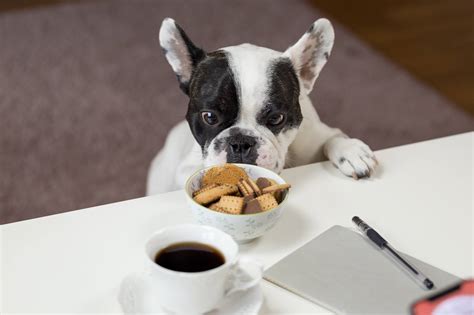 Por qué MI PERRO NO QUIERE COMER Causas y lo que debes hacer