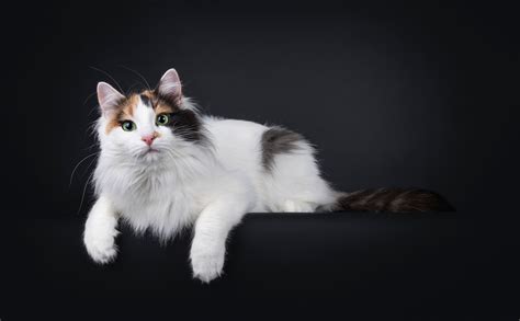 Turkish Van Cat Breed & Adoption Information | Petfinder
