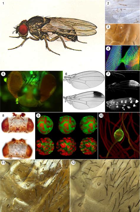 Figure Maker Module For Quickphoto Microscope Software Promicra